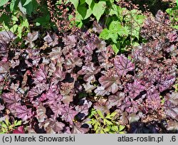 Heuchera Mulberry