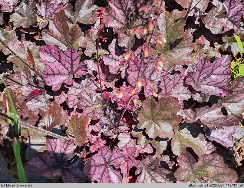Heuchera Mulberry