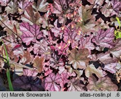 Heuchera Mulberry