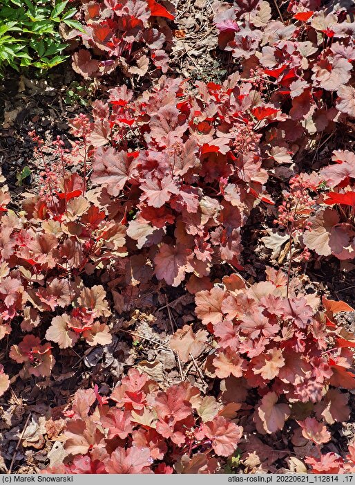 Heuchera Cherry Cola