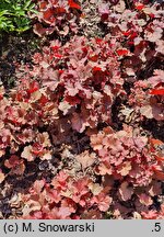 Heuchera Cherry Cola