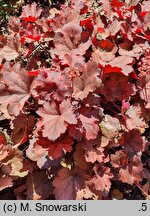Heuchera Cherry Cola