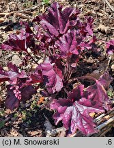 Heuchera FOREVER Purple
