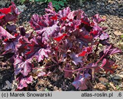 Heuchera FOREVER Purple