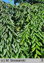Prunus subhirtella Pendula