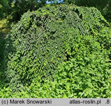 Prunus subhirtella Pendula