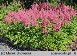 Astilbe Koblenz