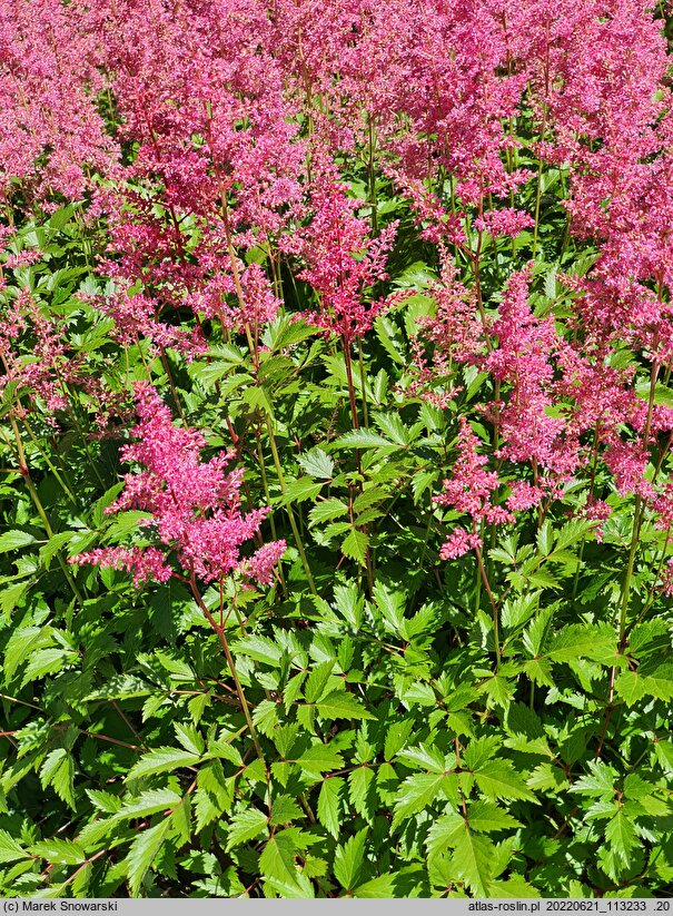 Astilbe Koblenz