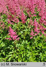 Astilbe Koblenz