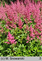 Astilbe Koblenz