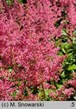 Astilbe Koblenz