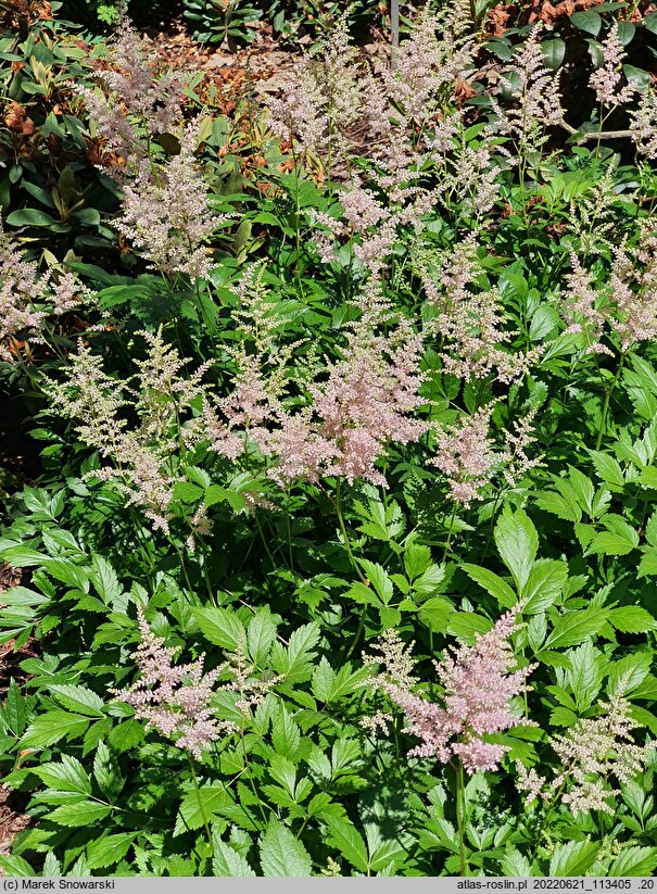 Astilbe japonica Peach Blossom