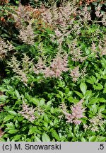 Astilbe japonica Peach Blossom
