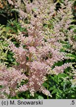 Astilbe japonica Peach Blossom