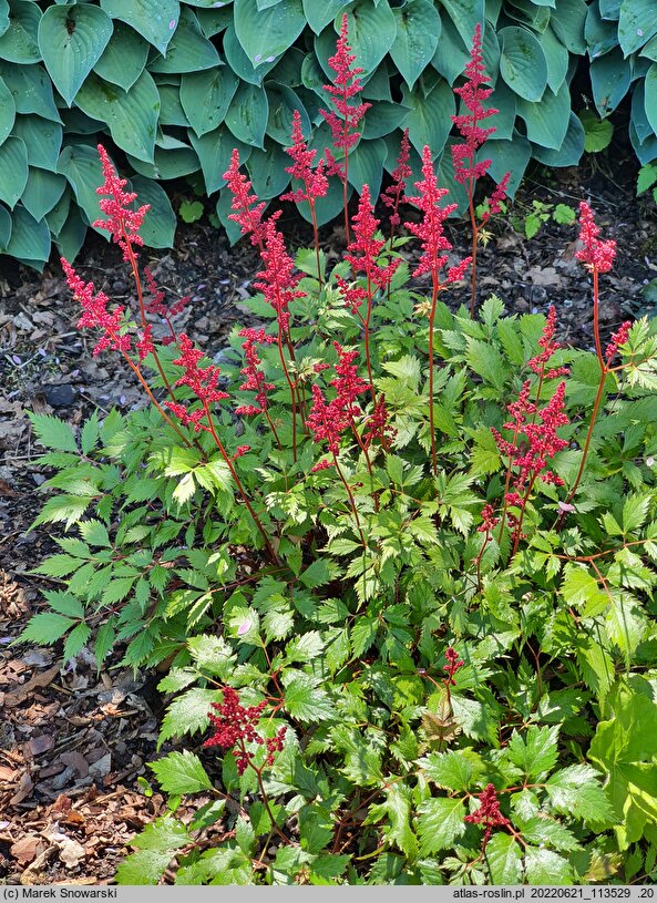 Astilbe ×rosea Fanal
