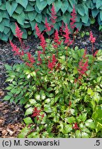 Astilbe ×rosea Fanal