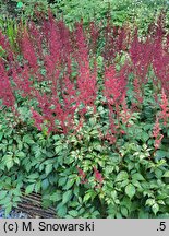 Astilbe Granat