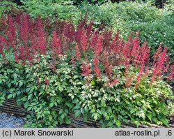 Astilbe Granat