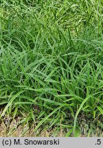Carex morrowii Ice Dance