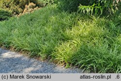 Carex morrowii Ice Dance