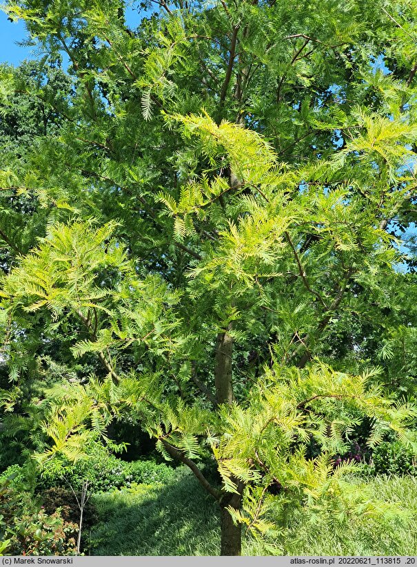 Metasequoia glyptostroboides Spring Cream