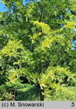 Metasequoia glyptostroboides Spring Cream
