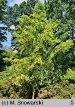 Metasequoia glyptostroboides Spring Cream
