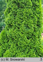 Thuja occidentalis Janed Gold