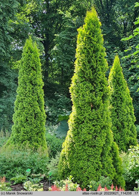 Thuja occidentalis Janed Gold