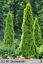 Thuja occidentalis Janed Gold