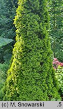 Thuja occidentalis Janed Gold