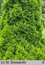 Thuja occidentalis Janed Gold