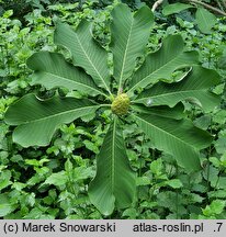 Magnolia officinalis var. biloba