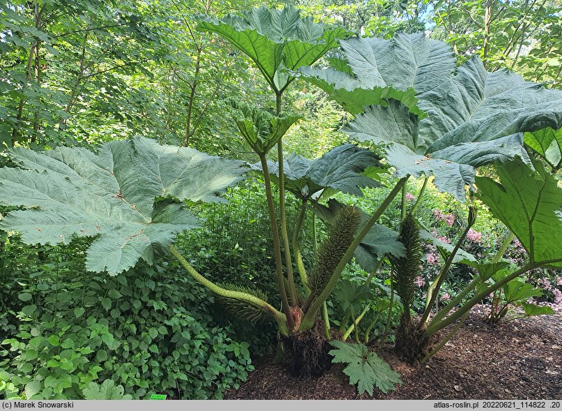 Gunnera manicata (gunnera olbrzymia)