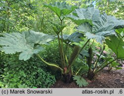 Gunnera manicata (gunnera olbrzymia)
