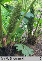 Gunnera manicata (gunnera olbrzymia)