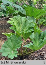 Gunnera tinctoria (parzeplin chilijski)