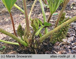 Gunnera tinctoria (parzeplin chilijski)