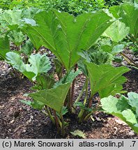 Gunnera tinctoria (parzeplin chilijski)