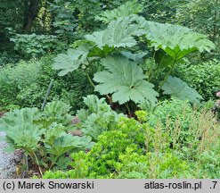 Gunnera tinctoria (parzeplin chilijski)