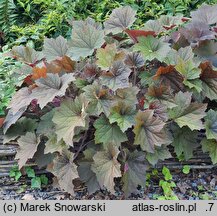 Heuchera XXL