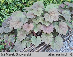 Heuchera XXL