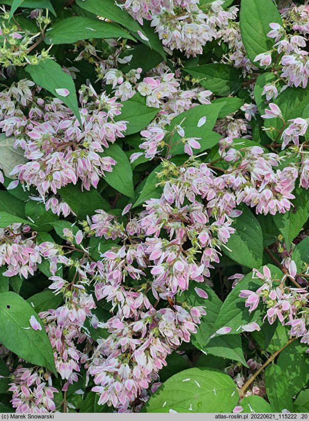 Deutzia ×hybrida Strawberry Fields