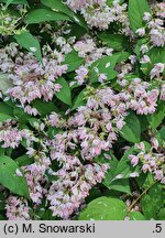 Deutzia ×hybrida Strawberry Fields
