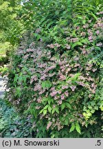 Deutzia ×hybrida Strawberry Fields