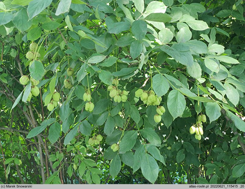 Staphylea pinnata (kłokoczka południowa)