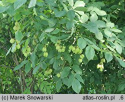 Staphylea pinnata (kłokoczka południowa)