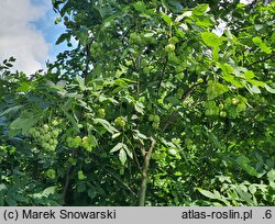 Staphylea pinnata (kłokoczka południowa)