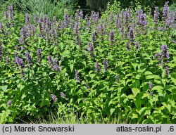Nepeta kubanica (kocimiętka kubańska)
