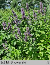 Nepeta kubanica (kocimiętka kubańska)